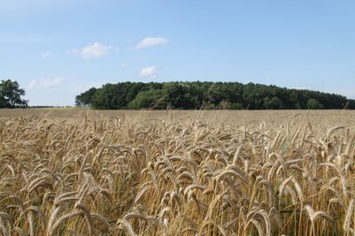 Foto eines Feldes in Burow